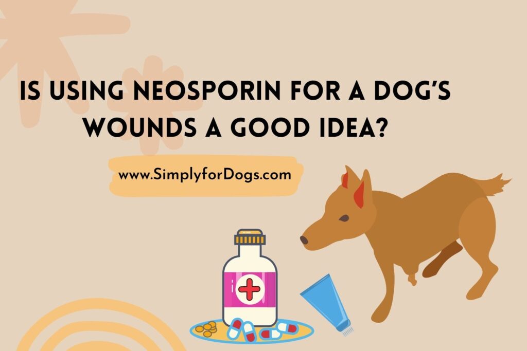 Is Using Neosporin for a Dog's Wounds a Good Idea? (Is It Safe?)