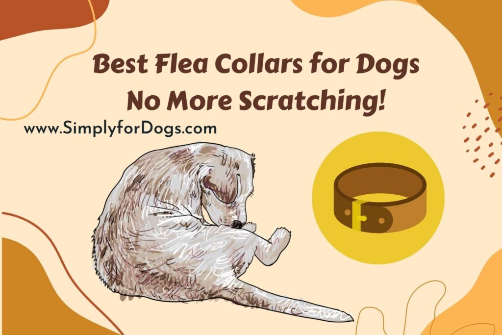 Best Flea Collars for Dogs No More Scratching! (You Must Try)