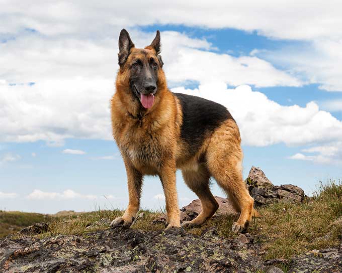 German Shepherd