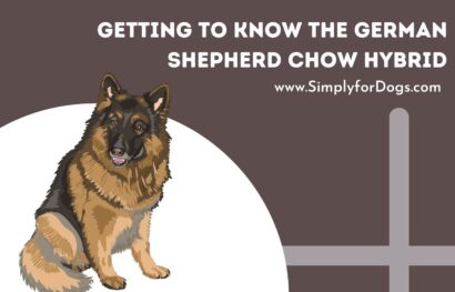 Getting to Know the German Shepherd Chow Hybrid