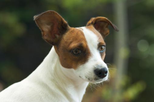 Jack Russell Terrier