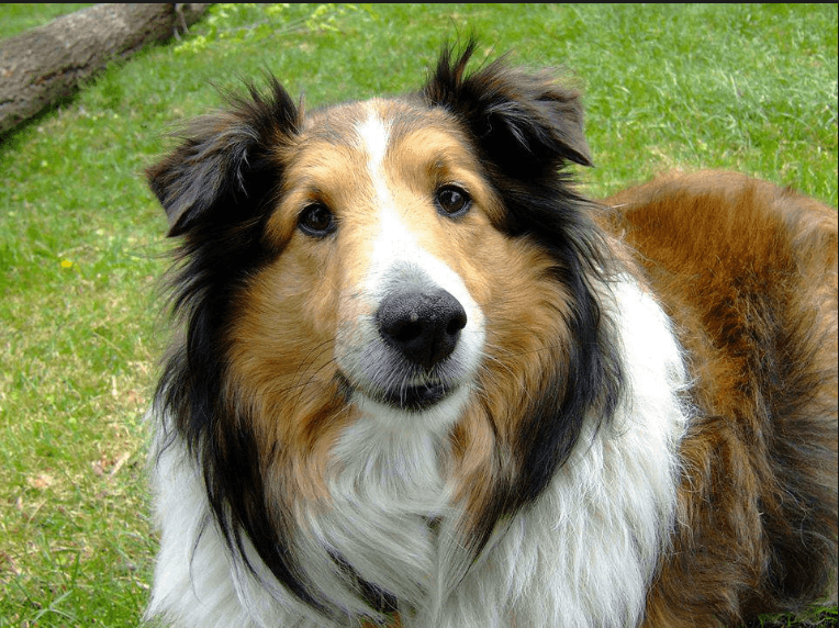 Shetland Sheepdog