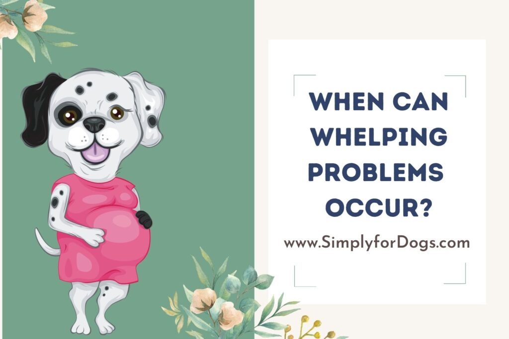 Curated visual reference: Picture Idea: When Can Whelping Problems Occur It Depends On How Long