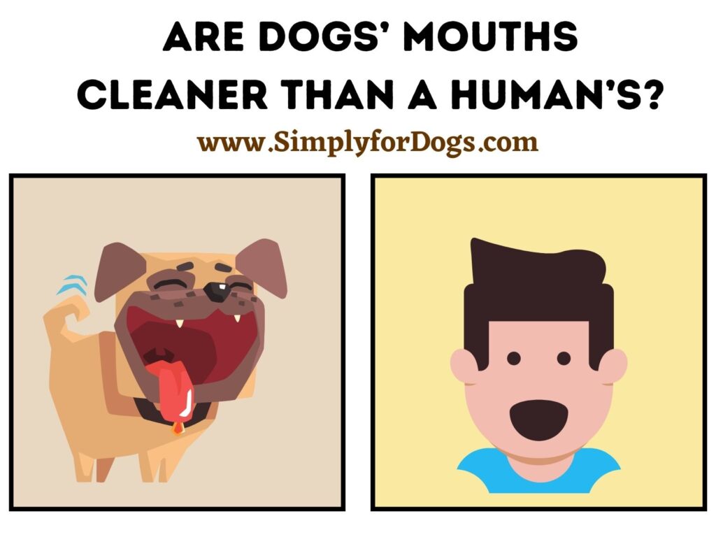 Are Dogs' Mouths Cleaner Than a Human's? (The Main Fact)