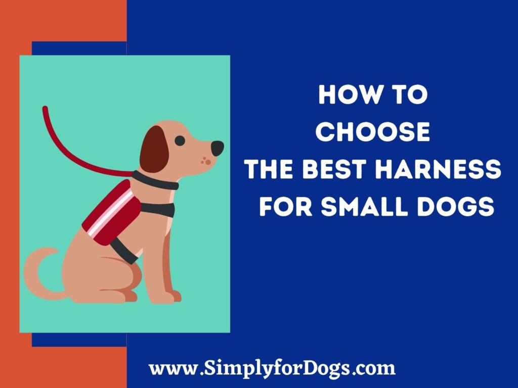 How to Choose The Best Harness For Small Dogs (An Easy Guide)