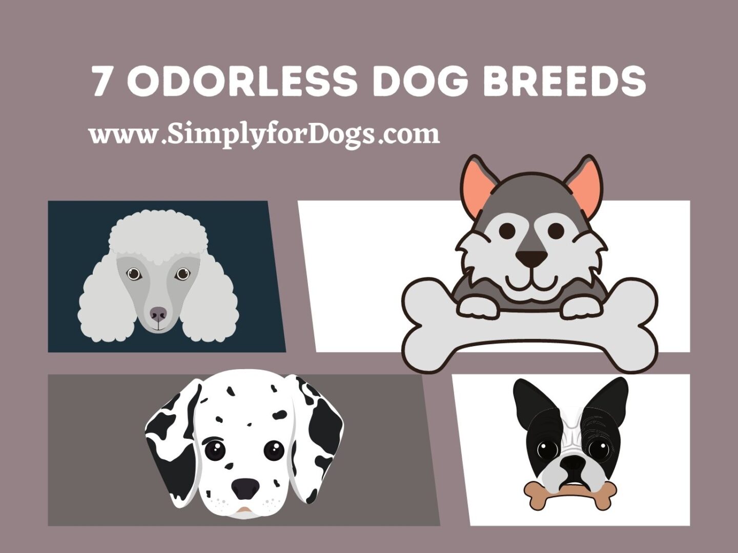 odorless-dog-breeds-and-easy-to-pet-simply-for-dogs