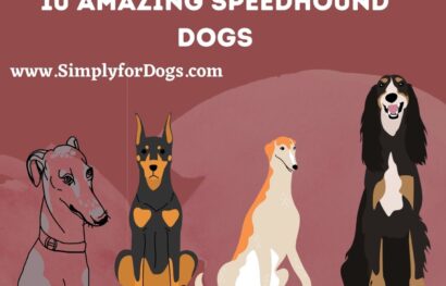 speedhound-dogs