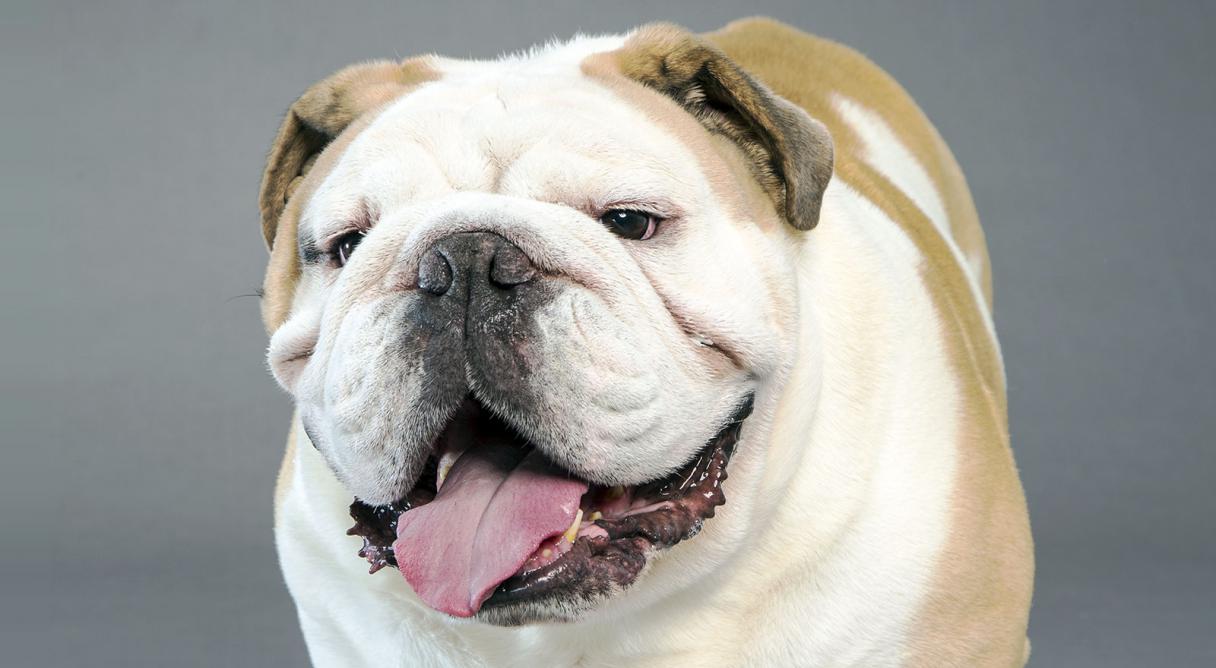 English Bulldog