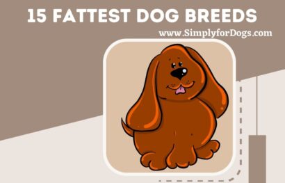 15 Fattest Dog Breeds