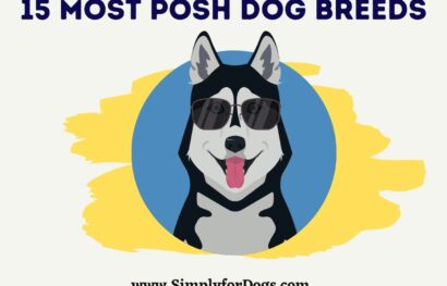 15-posh-dog-breeds