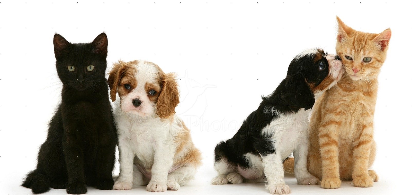 Cavalier King Charles Spaniel