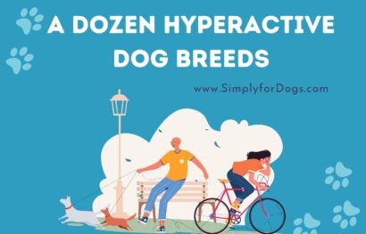 A Dozen Hyperactive Dog Breeds