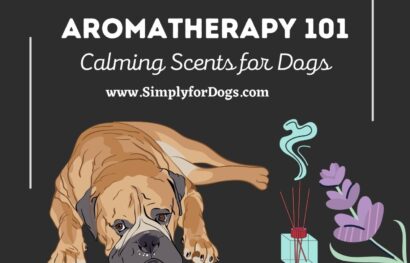 Aromatherapy 101