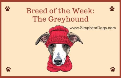 Breed of the Week_ The Greyhound