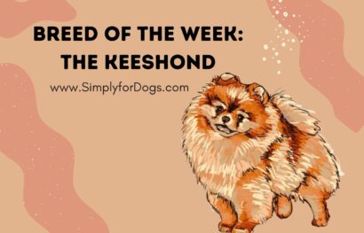 Breed of the Week_ The Keeshond