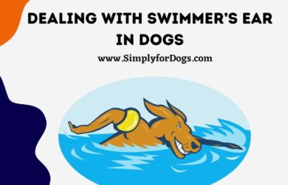 Dealing with Swimmer’s Ear in Dogs