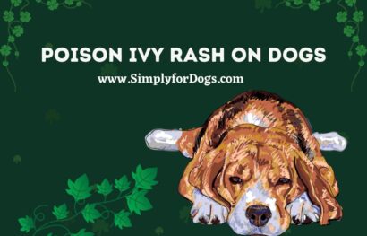 Poison Ivy Rash on Dogs