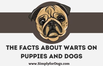 The Facts About Warts on Puppies and Dogs