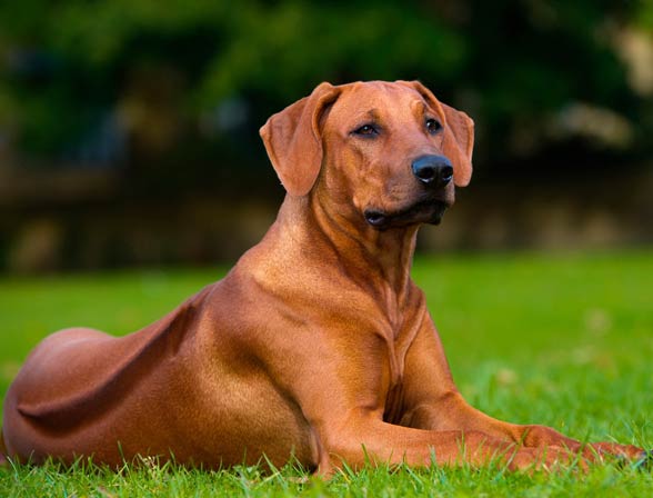 Rhodesian Ridgeback