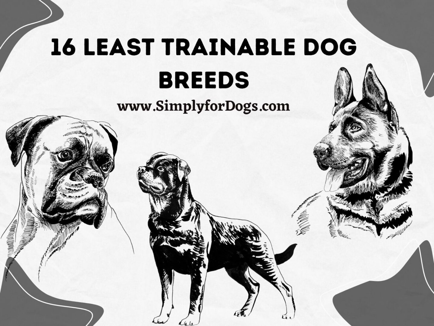 16 Least Trainable Dog Breeds Also Trusted Ones Simply For Dogs