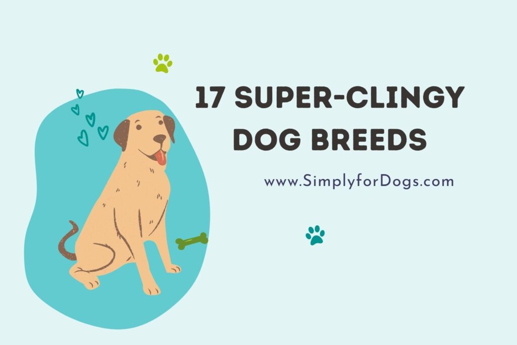 17-super-clingy-dog-breeds-are-they-safe-simply-for-dogs