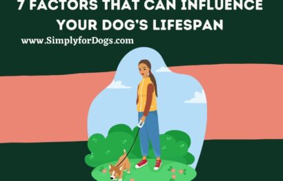 7 Factors That Can Influence Your Dog’s Lifespan