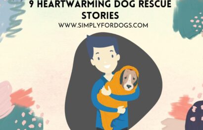 9 Heartwarming Dog Rescue Stories