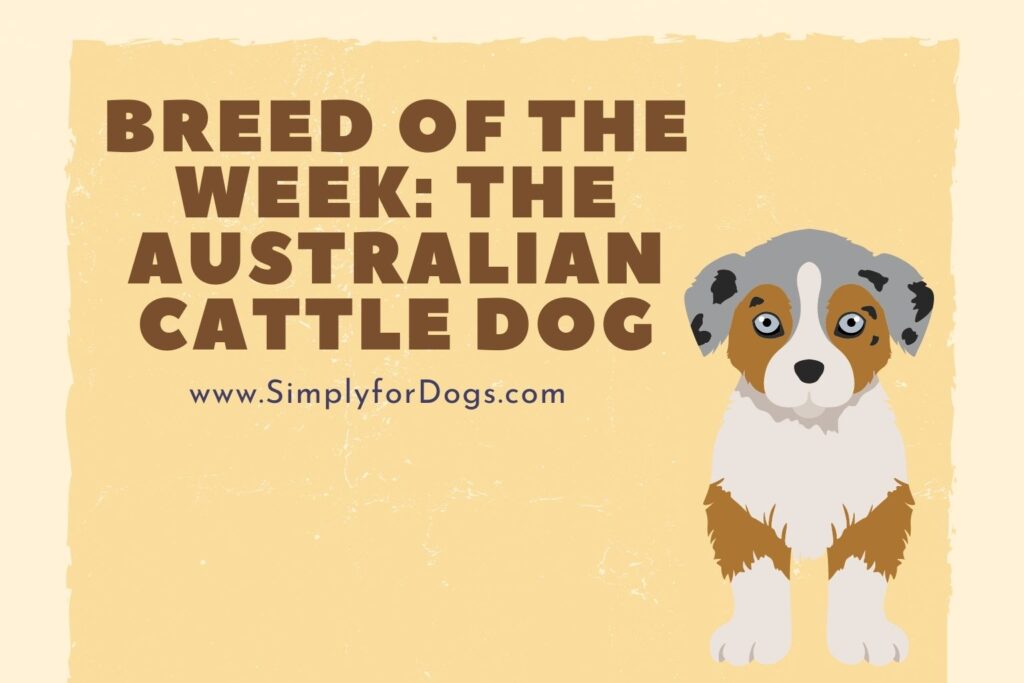 Breed of the Week The Australian Cattle Dog (Diet, Pet Tips & More