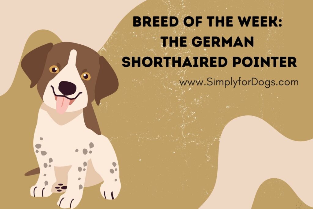 German Shorthaired Pointer Food A Guide to Optimal Nutrition German Shorthaired Pointer Food A Guide to Optimal Nutrition