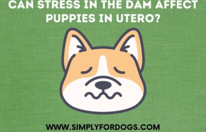 Can Stress in the Dam Affect Puppies in Utero_