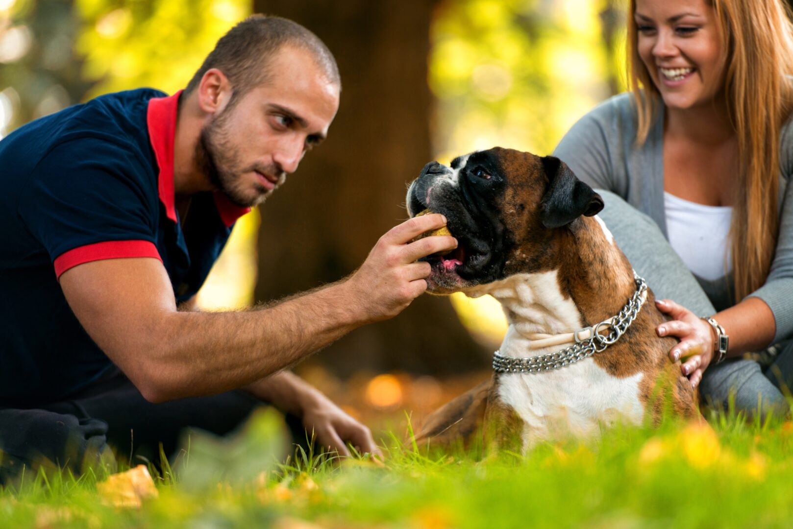 Boxer Owners