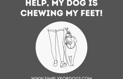 Help, My Dog Is Chewing My Feet!