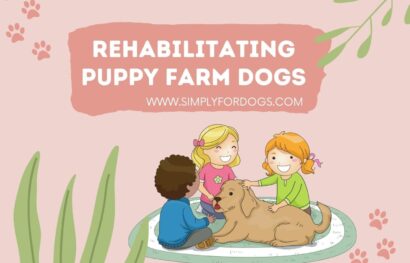 Rehabilitating Puppy Farm Dogs