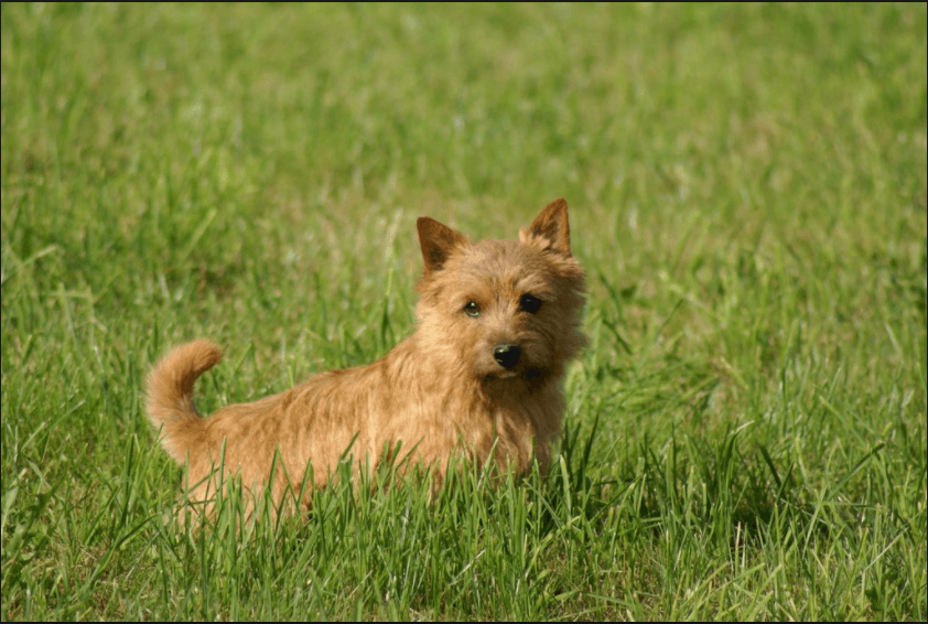 Norwich Terrier