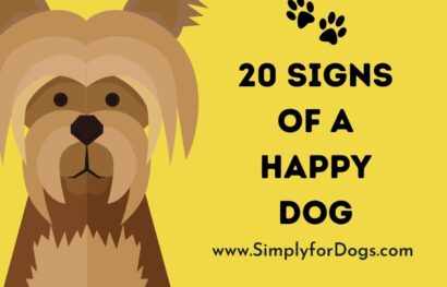 20 Signs of a Happy Dog