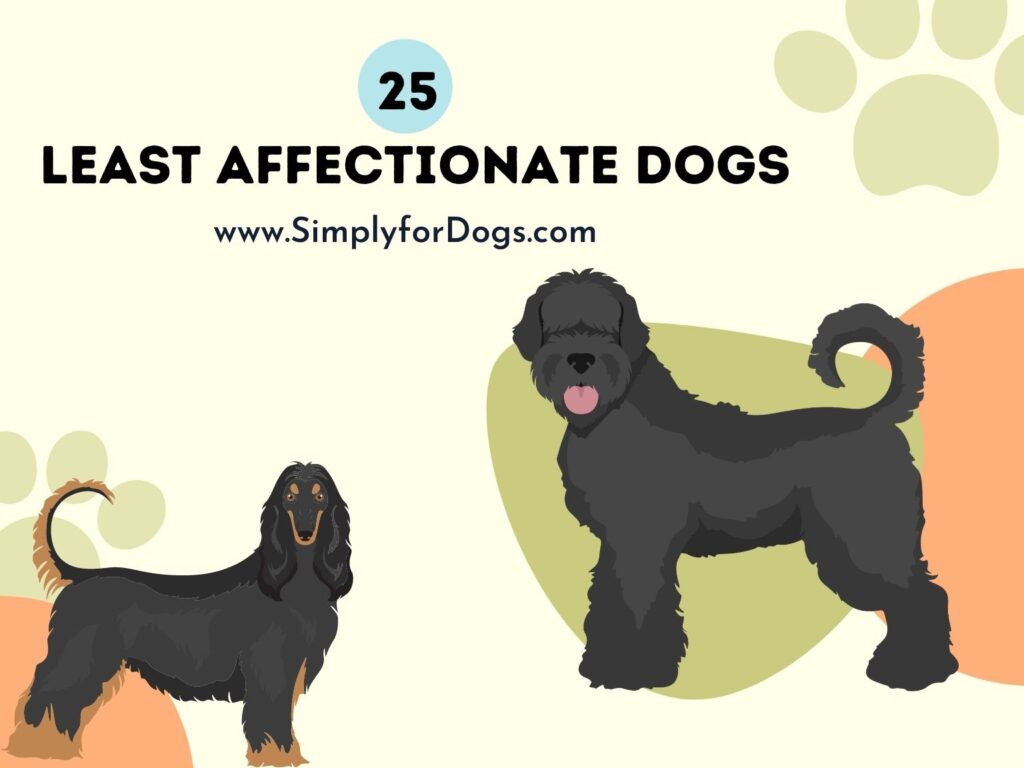 25 Least Affectionate Dogs (Why? Are They Dangerous?)
