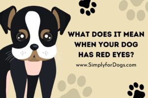 Dog Has Red Eyes (Easy Solution) - Simply For Dogs