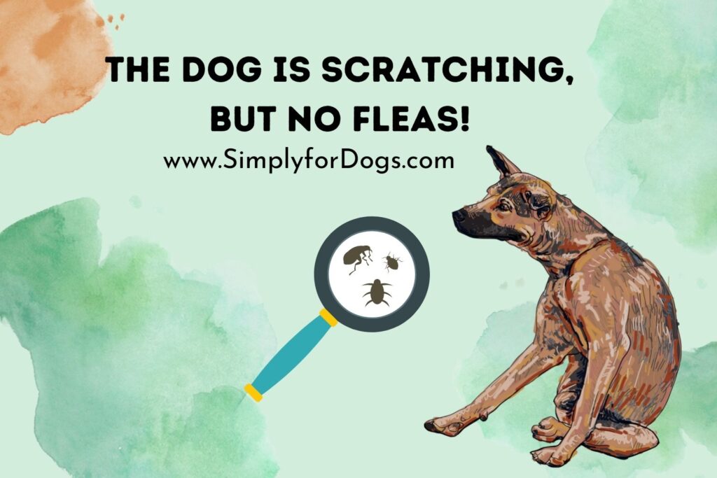 the-dog-is-scratching-but-no-fleas-what-bothers-them-simply-for-dogs