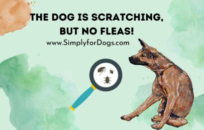 The Dog is Scratching, But No Fleas!