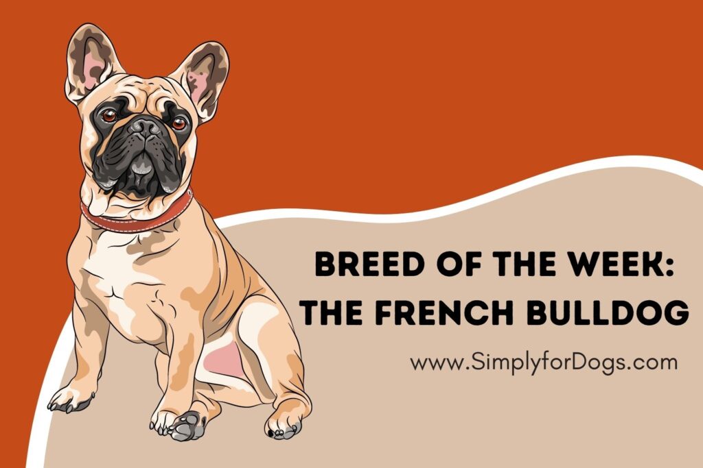 Breed Of The Week French Bulldog (Detailed Information) Simply For Dogs