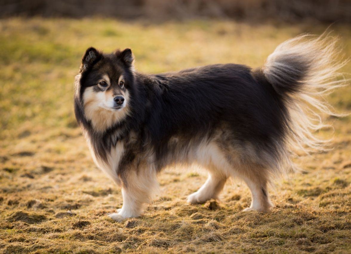 Finnish Lapphund