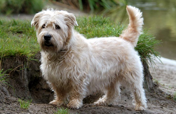 Glen of Imaal Terrier