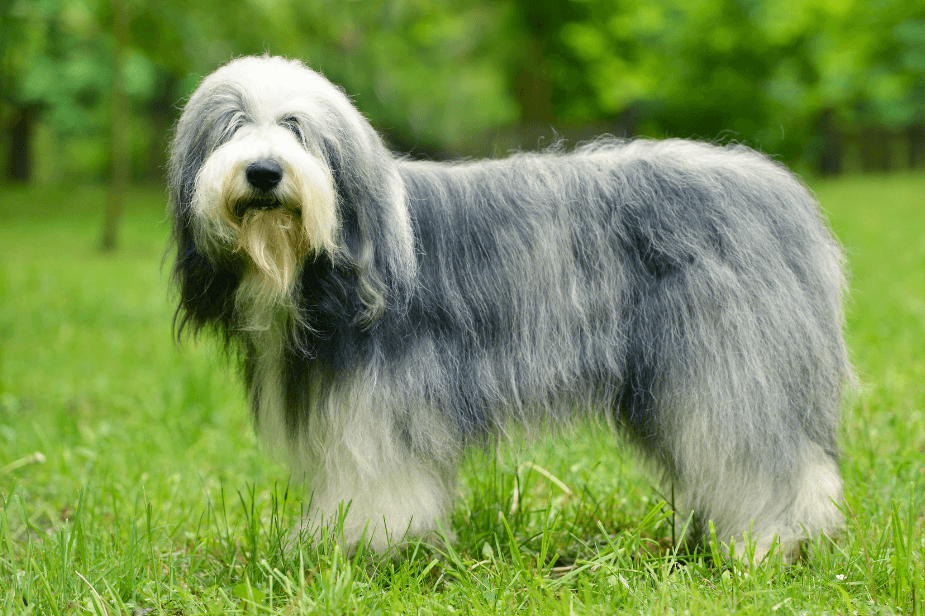 Old English Sheepdog