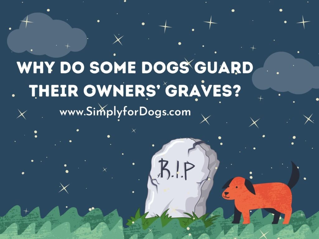 Why Do Some Dogs Guard Their Owners' Graves? (Can They Feel Afterlife?)