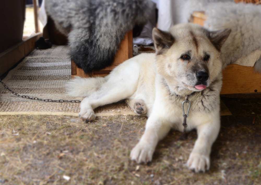 Norwegian Elkhound