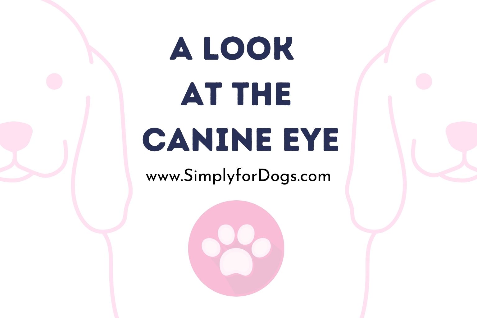 A Look at the Canine Eye