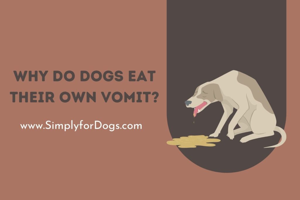 Why Do Dogs Eat Their Own Vomit? (Is It Dangerous? - Simply For Dogs