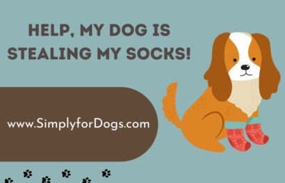 Help, My Dog is Stealing My Socks!