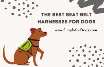 The Best Seat Belt Harnesses for Dogs