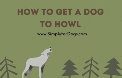 How to Get a Dog to Howl